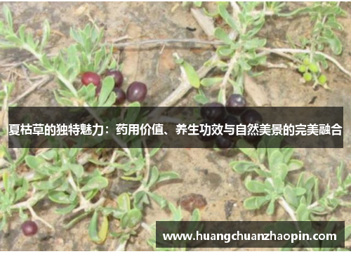 夏枯草的独特魅力:药用价值、养生功效与自然美景的完美融合 夏枯草的独特魅力:药用价值、养生功效与自然美景的完美融合